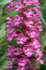 Platanthera psycodes