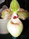 Paph xFanaticum from the Paph Forum 2004