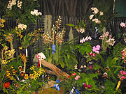 Maryland Orchid Society Show 2003