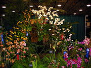 Maryland Orchid Society Show 2003 - The Little Greenhouse