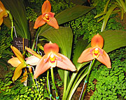 Maryland Orchid Society Show 2003 - Lycastes from Little Greenhouse