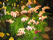 Maryland Orchid Society Show 2003 -- The Little Greenhouse